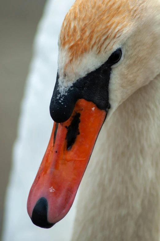 the head of a swan with orange and black beak