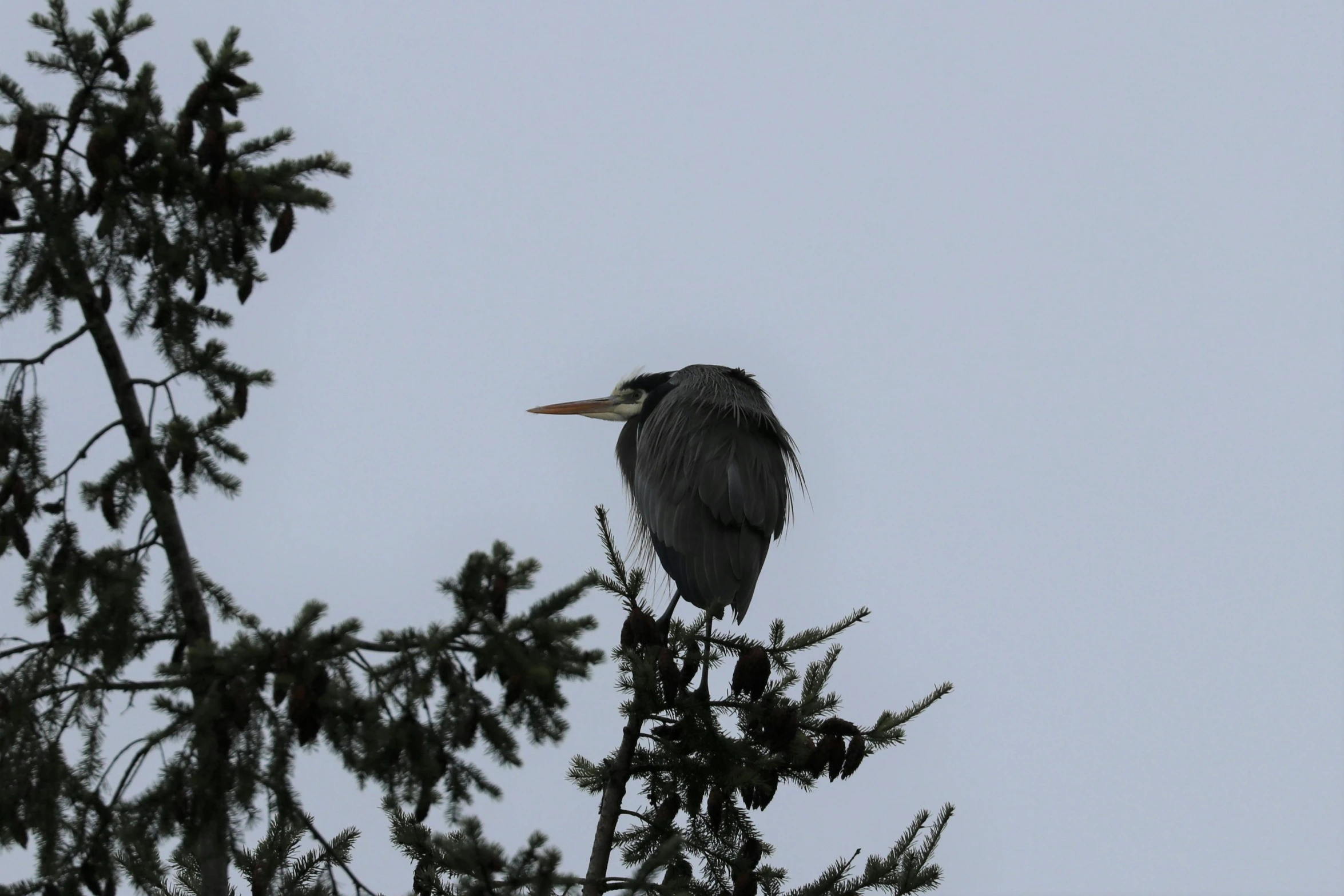 a bird sits in the nches of a pine tree