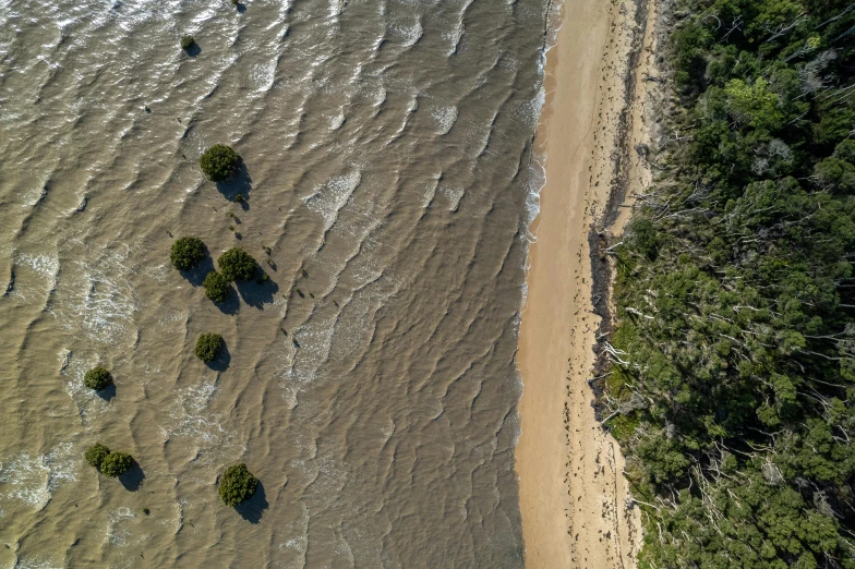 trees are shown as they grow in the water on the beach