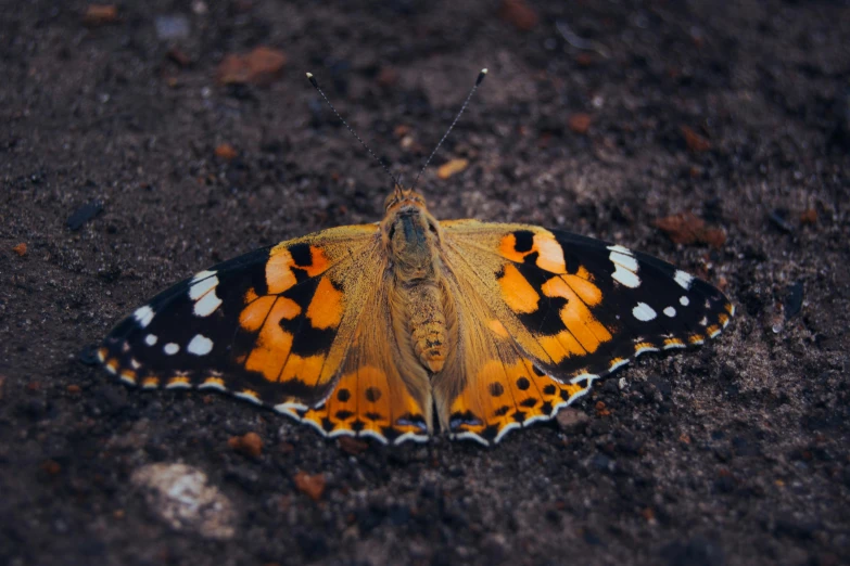 a close up view of a erfly on the ground