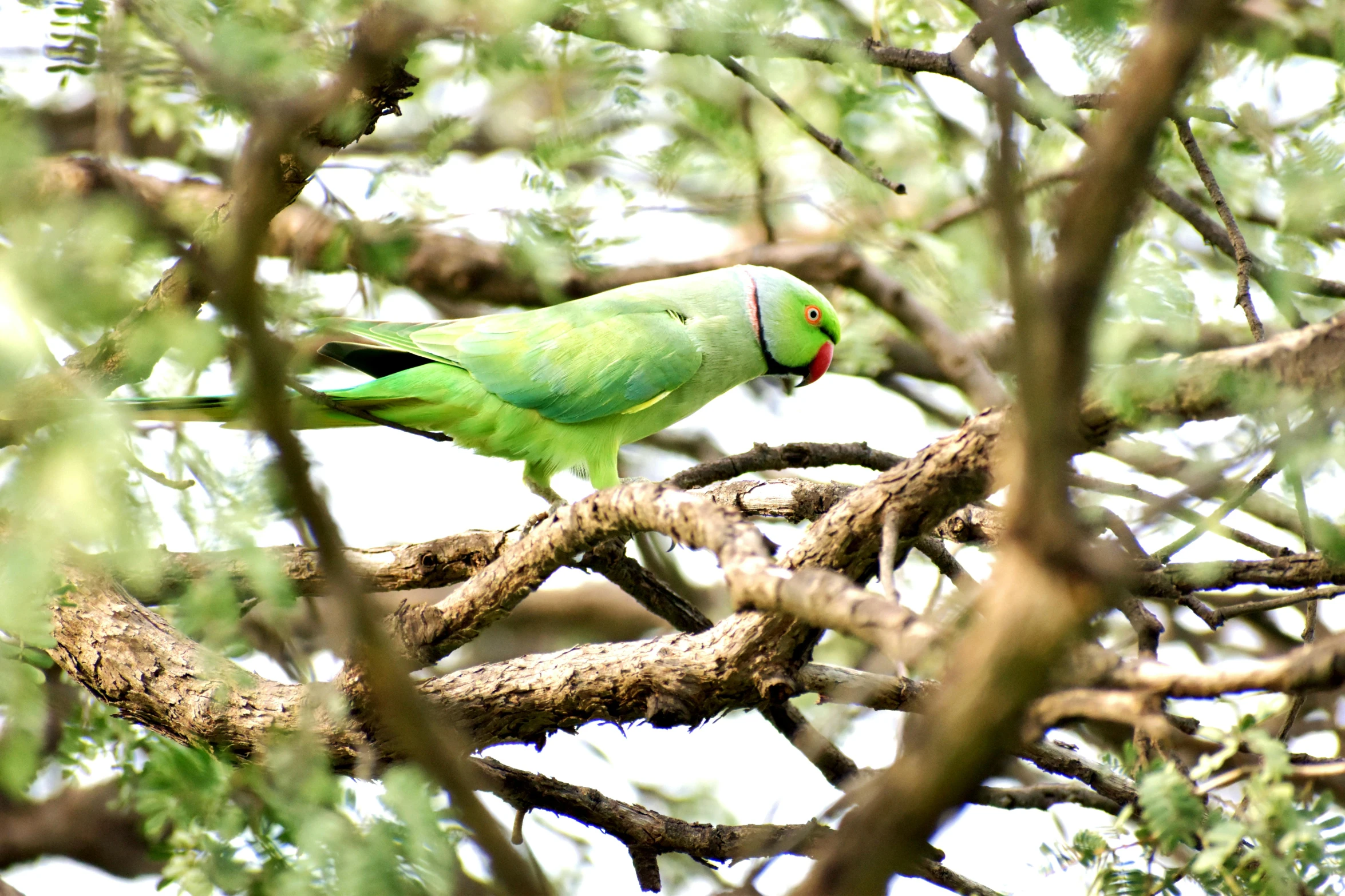 a bird perched on the top of a tree nch