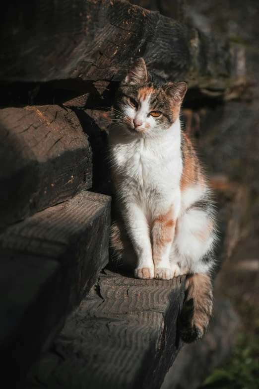 a cat is sitting on some wooden logs