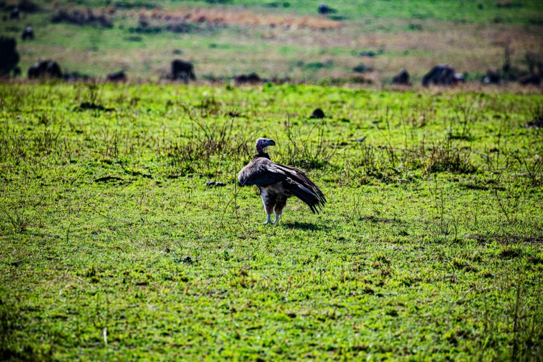 a large bird on the field near some cows