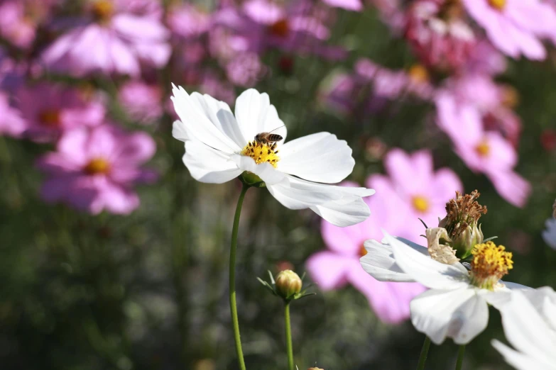 a bum is sitting on the middle of a white flower