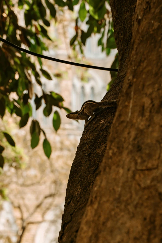 a tree is climbing up and around a cliff