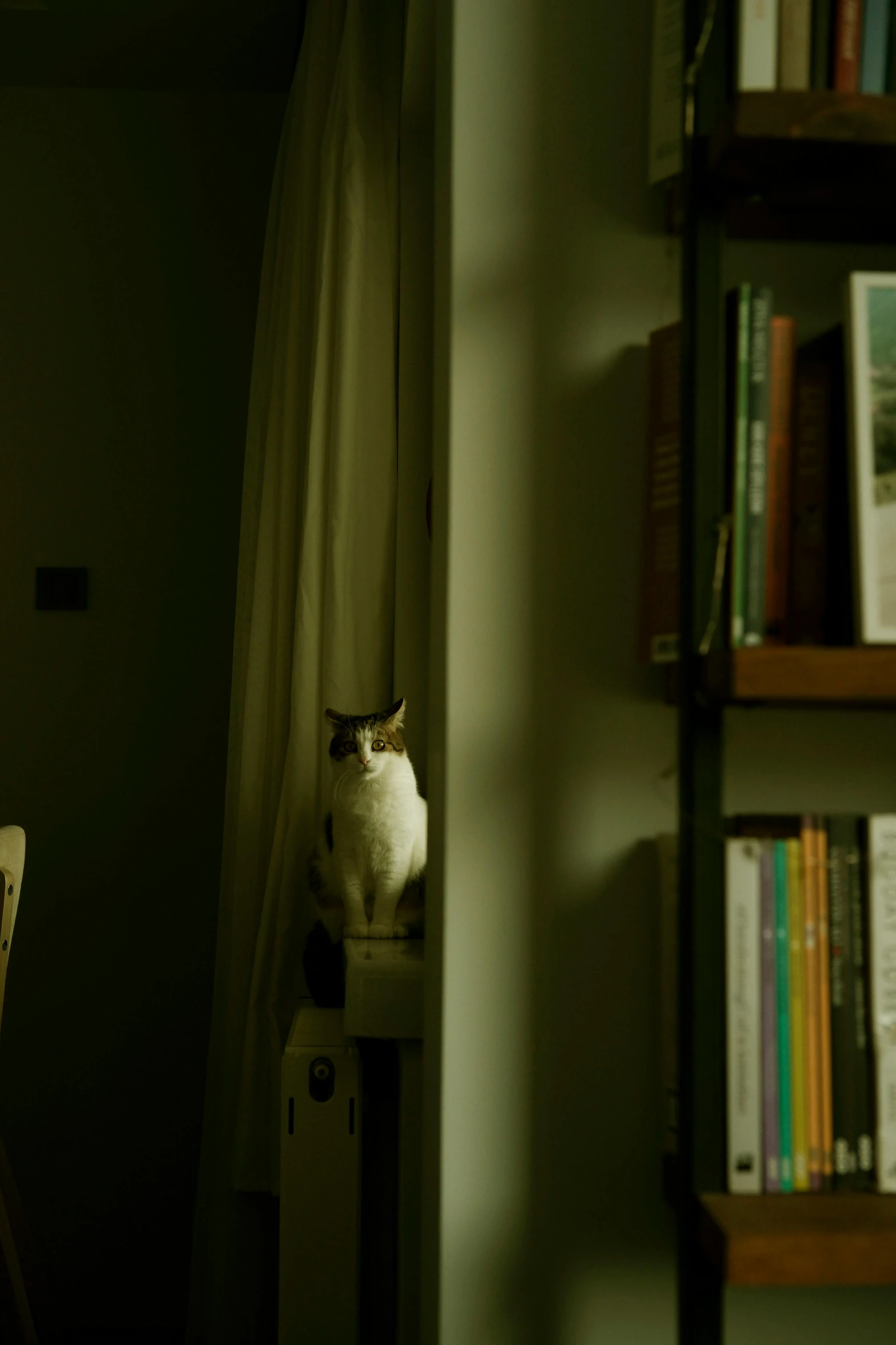 a white cat is sitting on top of a bookcase