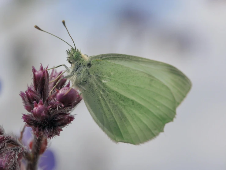 a very pretty erfly perched on top of a purple flower