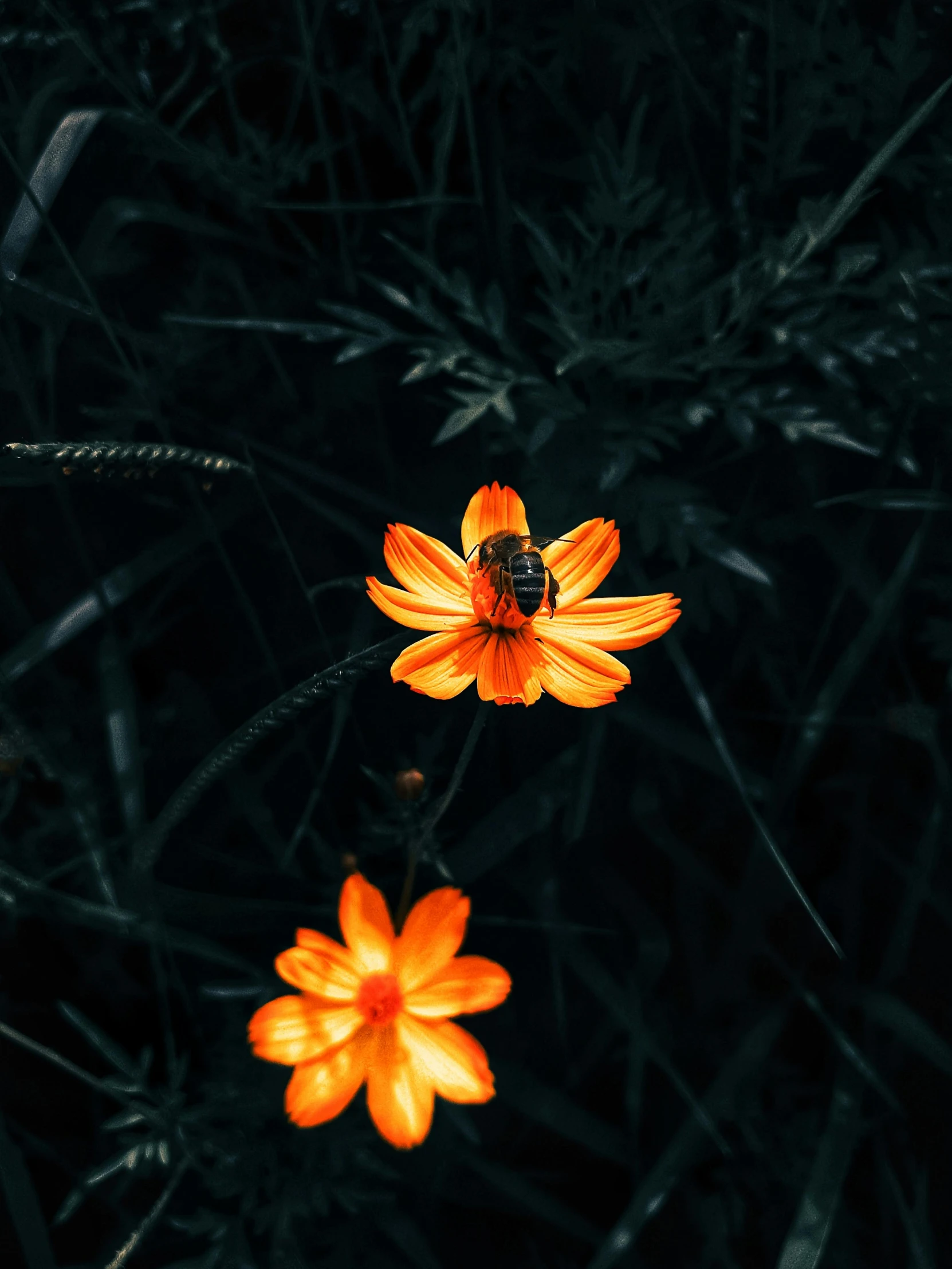 two orange flowers in a field in the dark