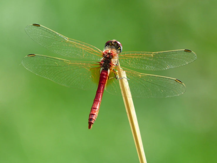 a red dragonfly is resting on a stem