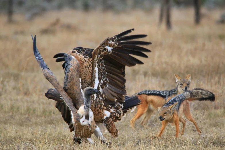 an adult eagle is attacking a deer in a grassy field