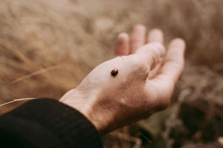 a person's hand holding a tiny ladybird on it's index