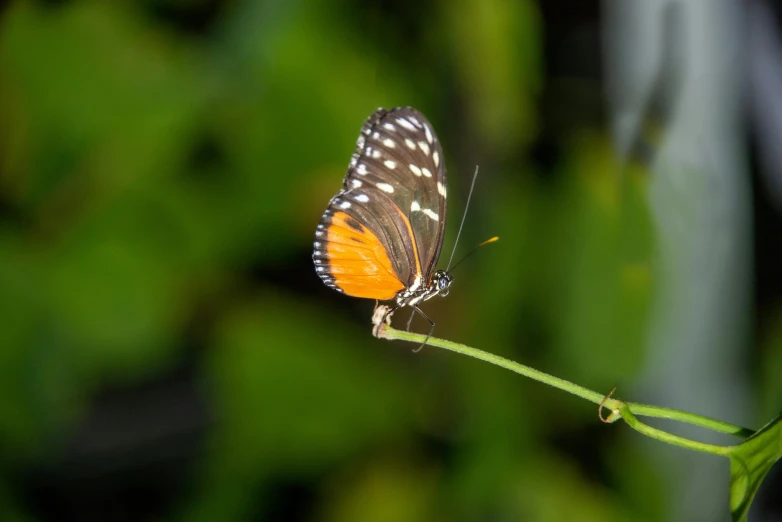 a small orange and white erfly on a plant