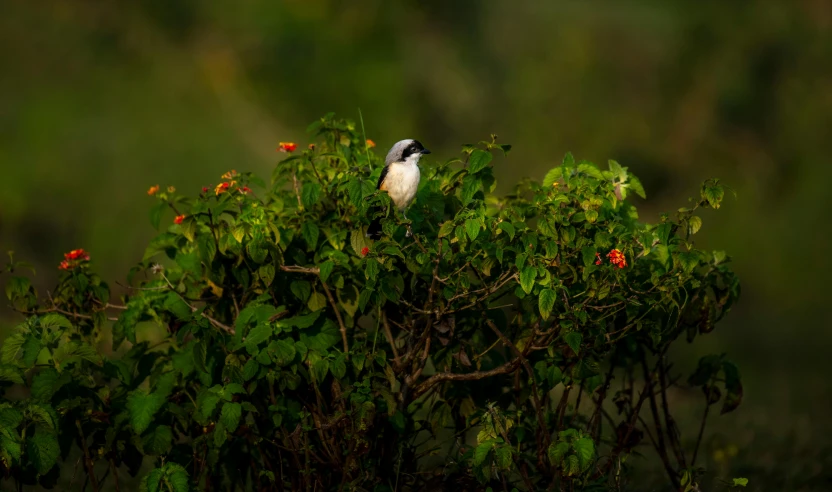 a small bird is sitting on top of a tree