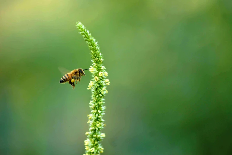 the bee is flying around the small green bush