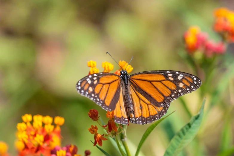 a large erfly is perched on top of some red and orange flowers