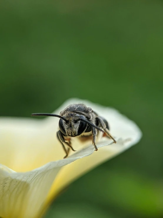 an image of a bee on a flower