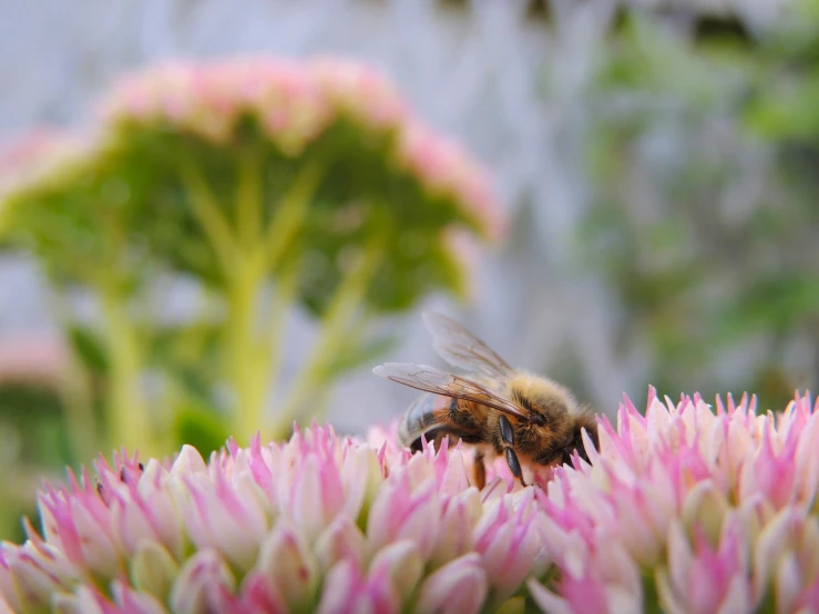 a bee is flying over a bunch of pink flowers