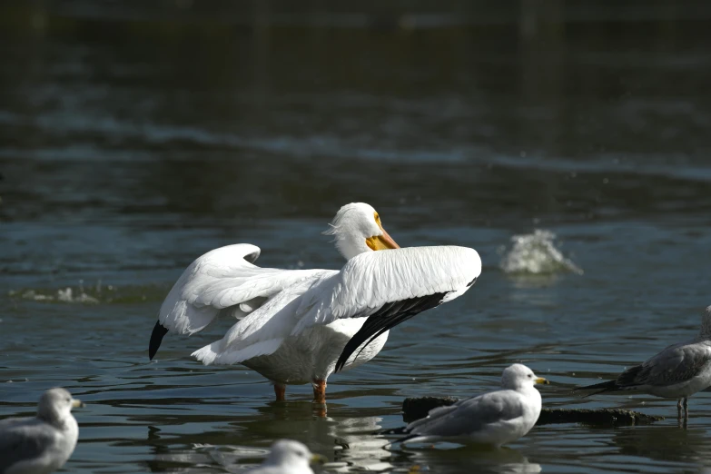 a flock of seagulls and ducks standing around on the water