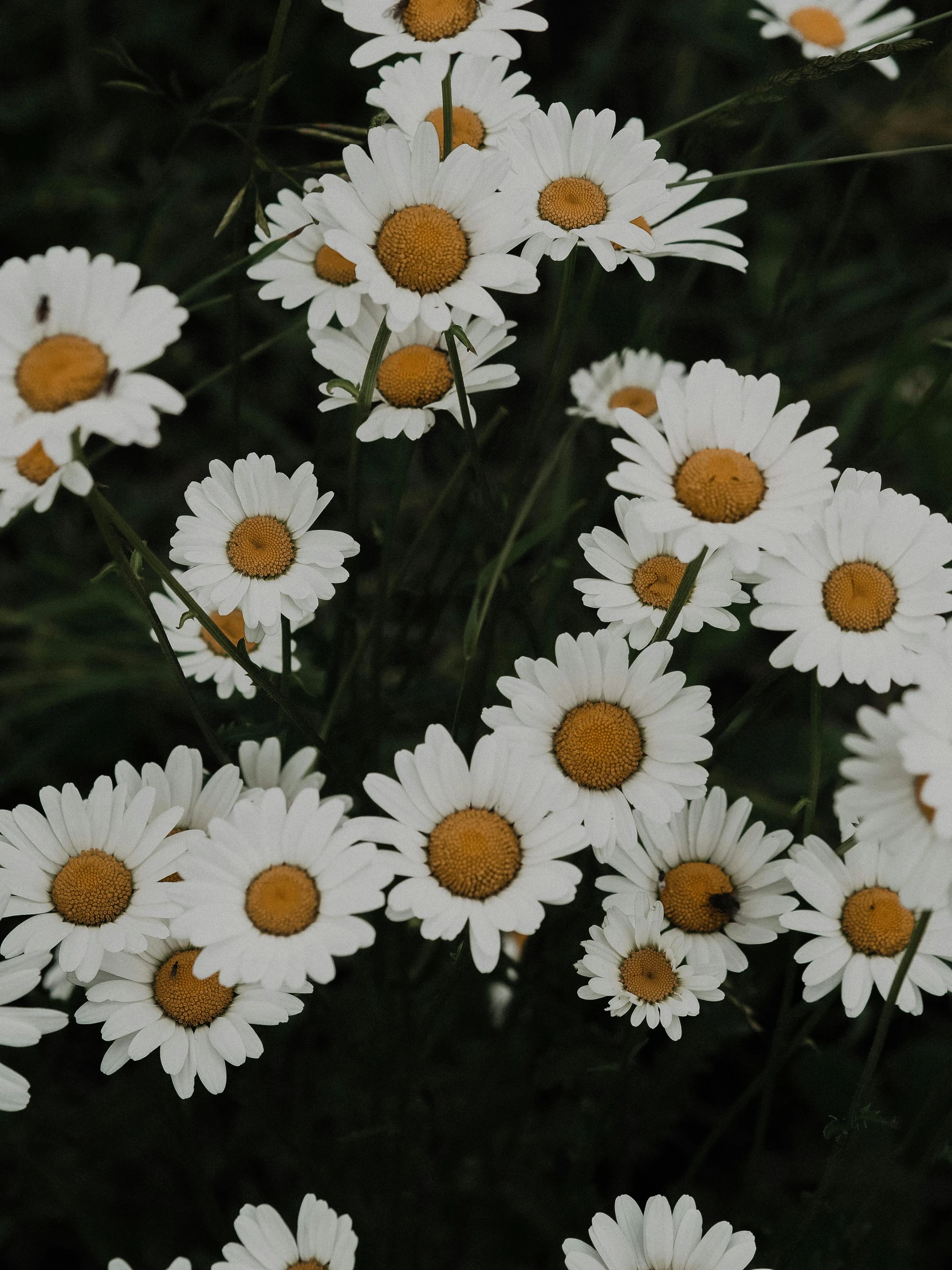 a close up of white flowers with some yellow centers