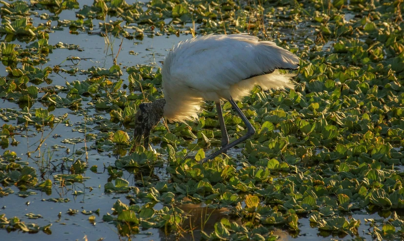 a crane is looking for food on the water