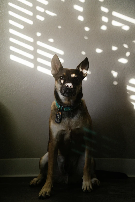 dog sitting in front of sunlight reflecting on wall