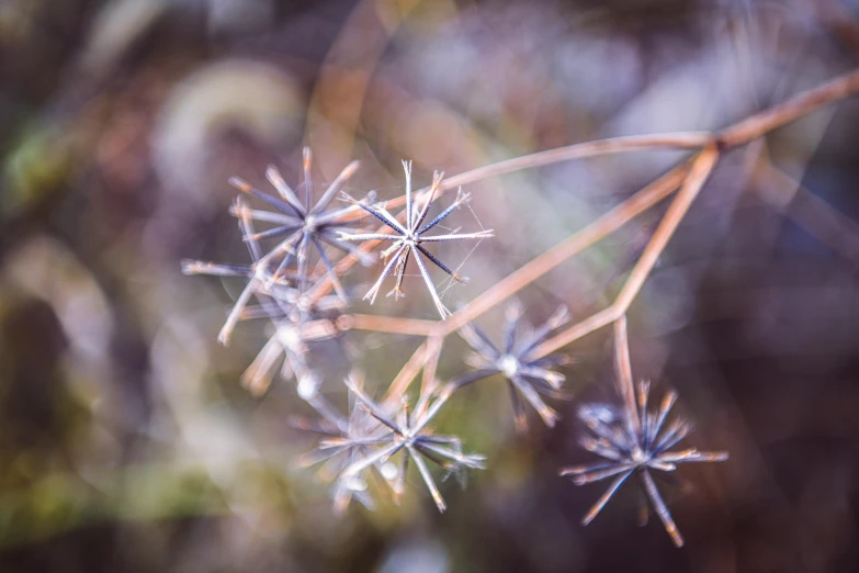 a close up image of the back end of a plant