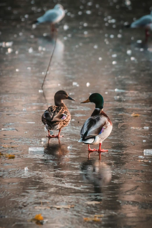 two ducks standing on a wet beach near water