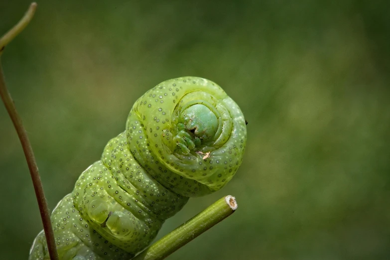 the green caterpillar is crawling up a thin stick