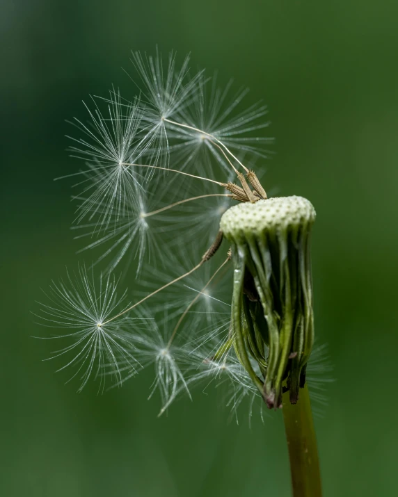 a dandelion sitting on top of a flower