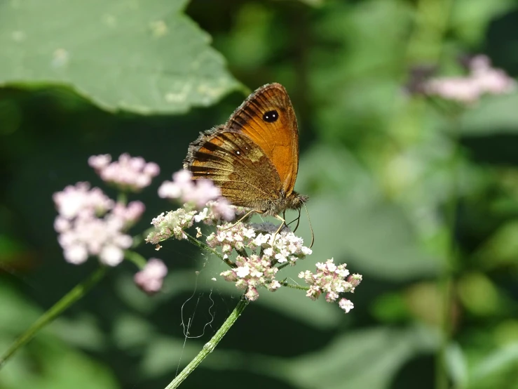 a erfly is sitting on some pink flowers