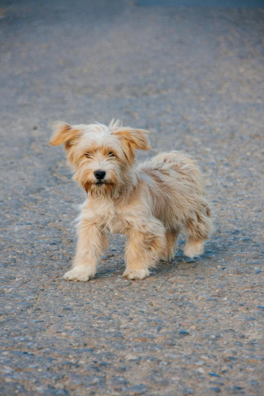 the dog has on all fours and is walking in the street