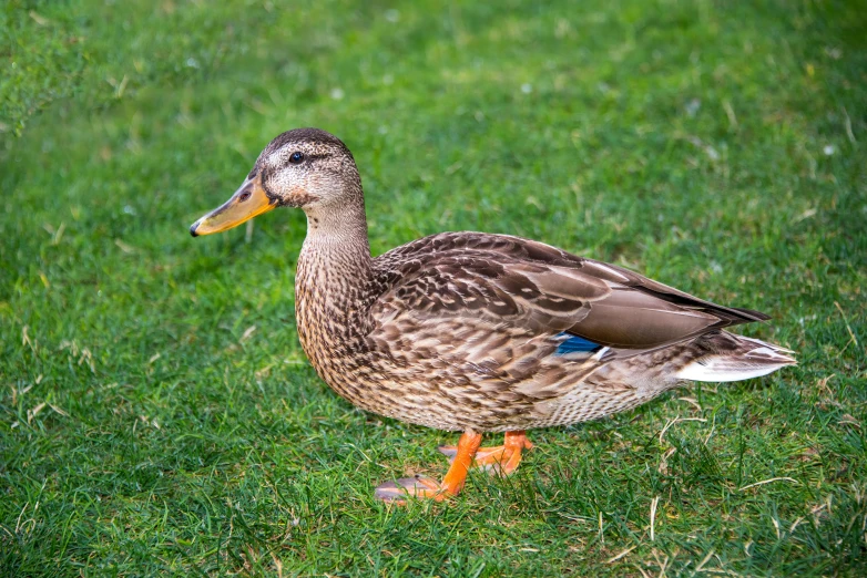 the duck has two orange beaks and is looking for food