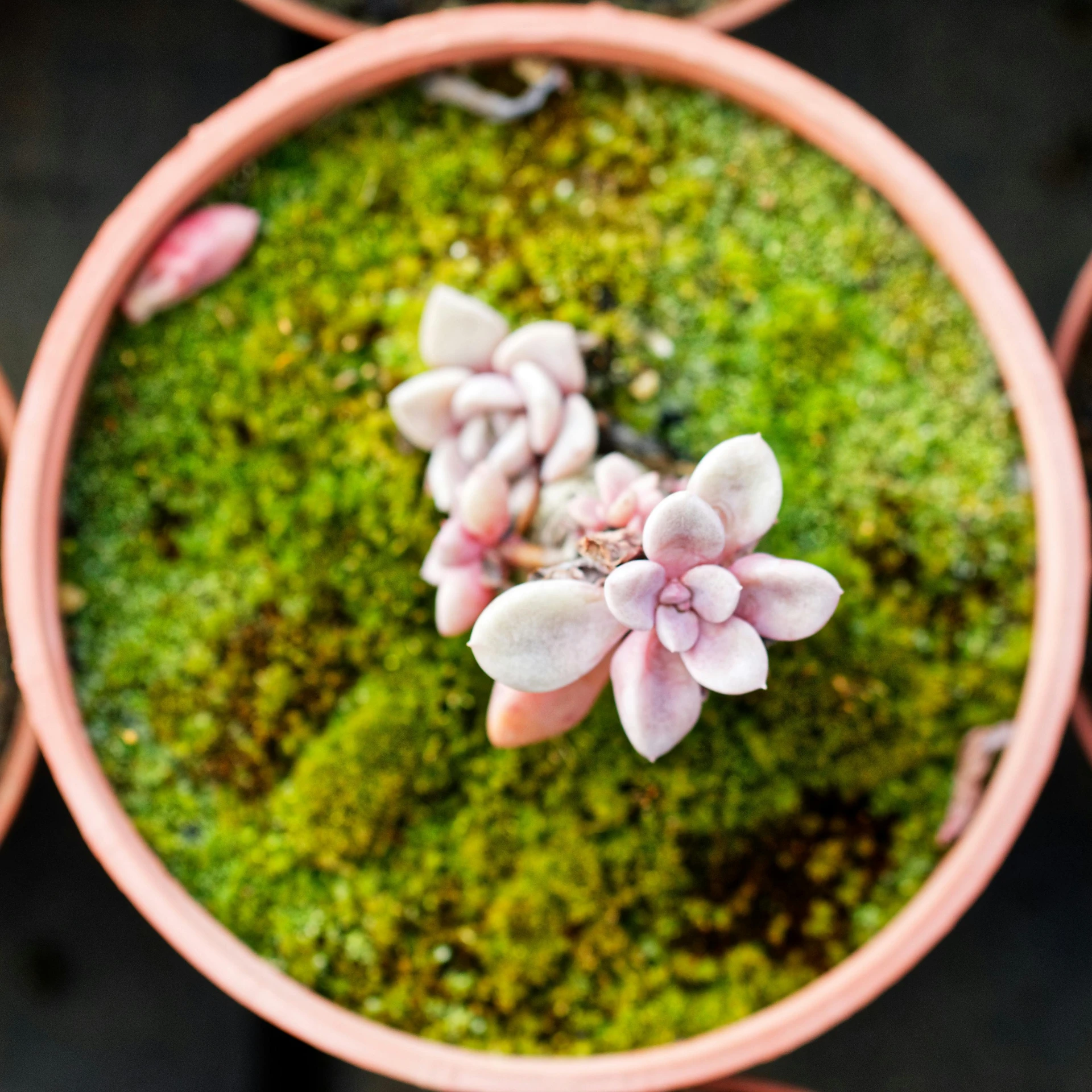 a small pink flower pot filled with green stuff