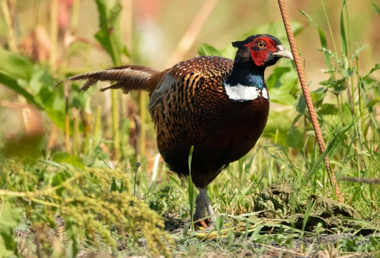 a close up of a bird in a field