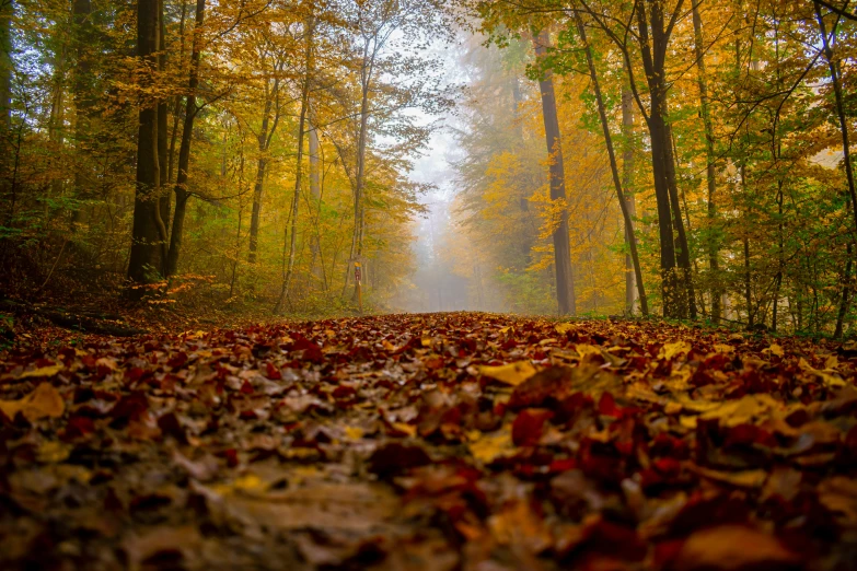 a dirt road surrounded by lots of leaves