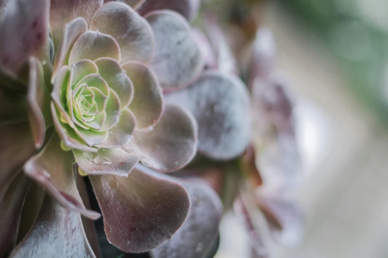 the small white flower is sitting close to each other