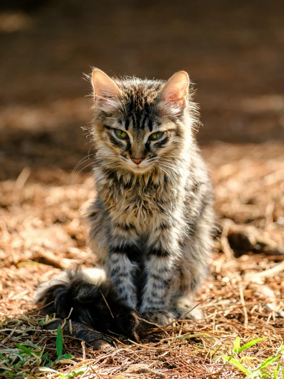 a cat standing in the grass and staring at soing