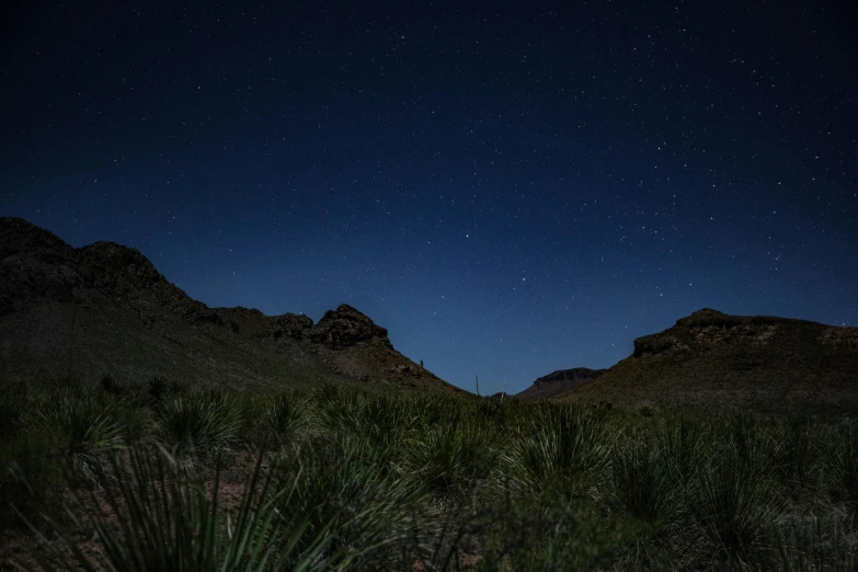 dark sky at night with stars above a green bush