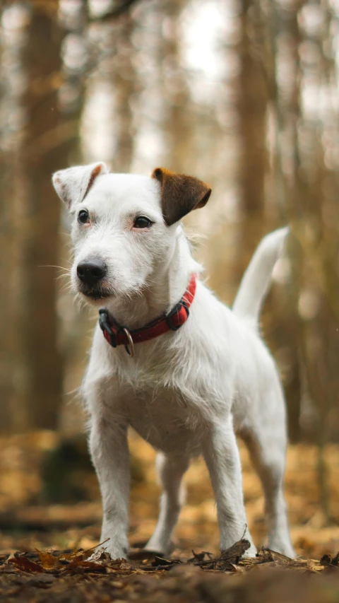 a white puppy standing in front of a forest