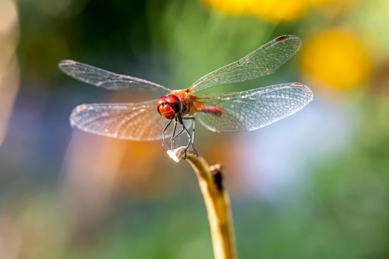 a small dragon fly sitting on top of a green plant