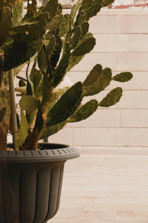 a plant is in the middle of a large pot