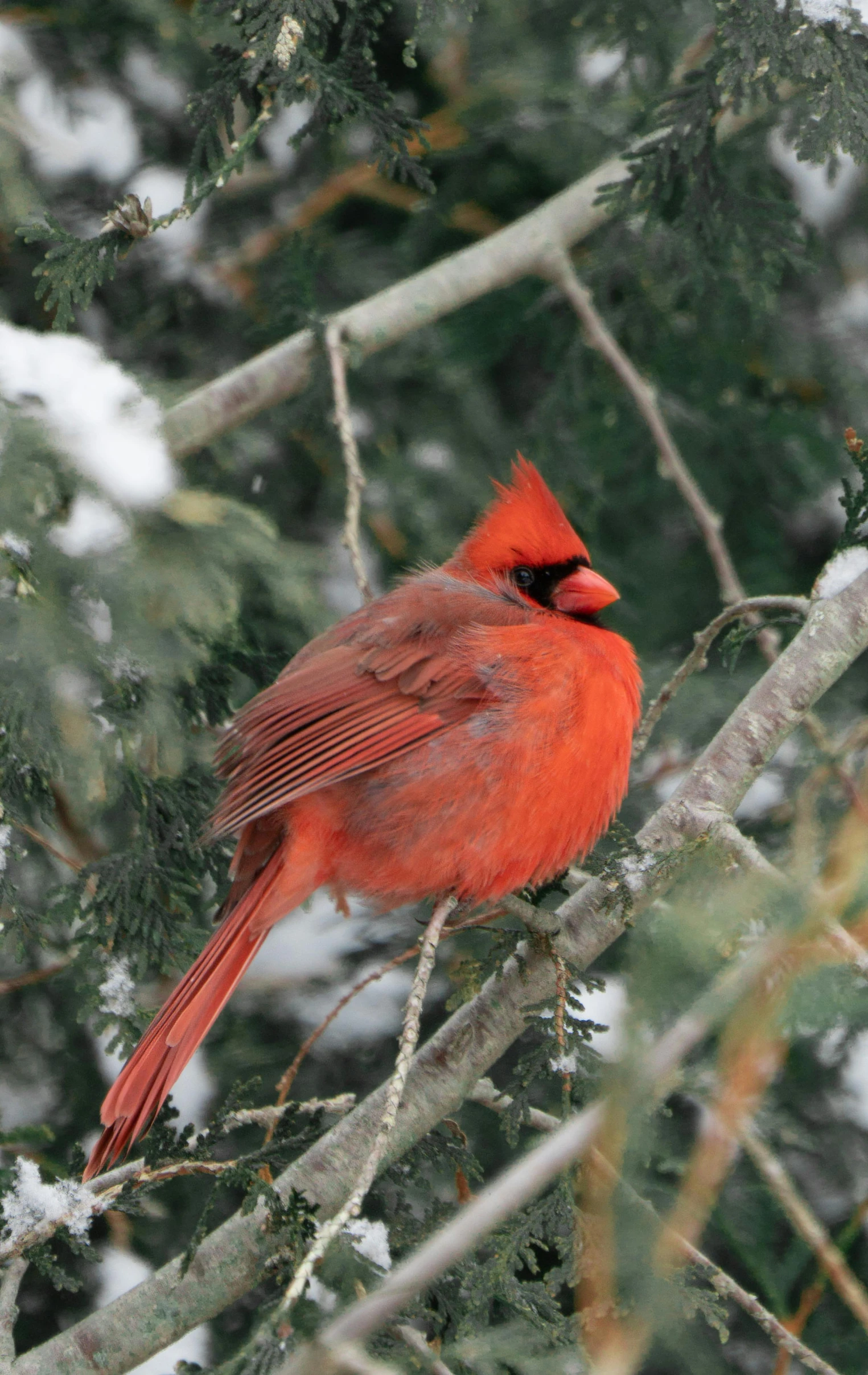 the cardinal is sitting on a nch next to some pine leaves