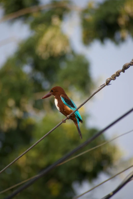 a bird is perched on the wires with tree in background