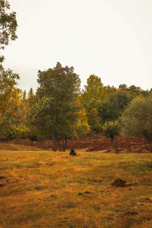 the cow is grazing in the field alone