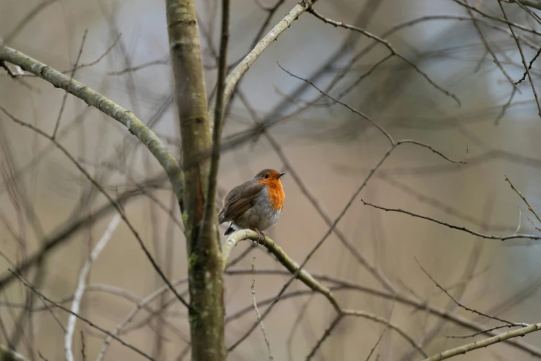 a bird that is perched on a nch