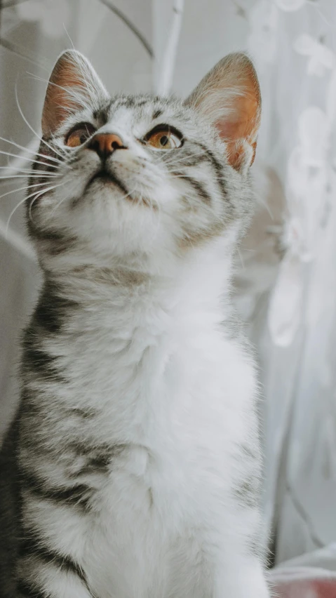 a gray and white cat is staring up