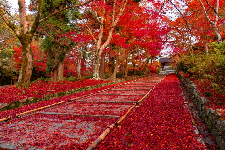 a long path is lined with red trees