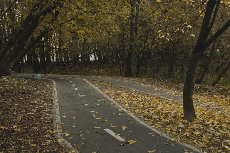 a long road is surrounded by leaves in the middle of the forest