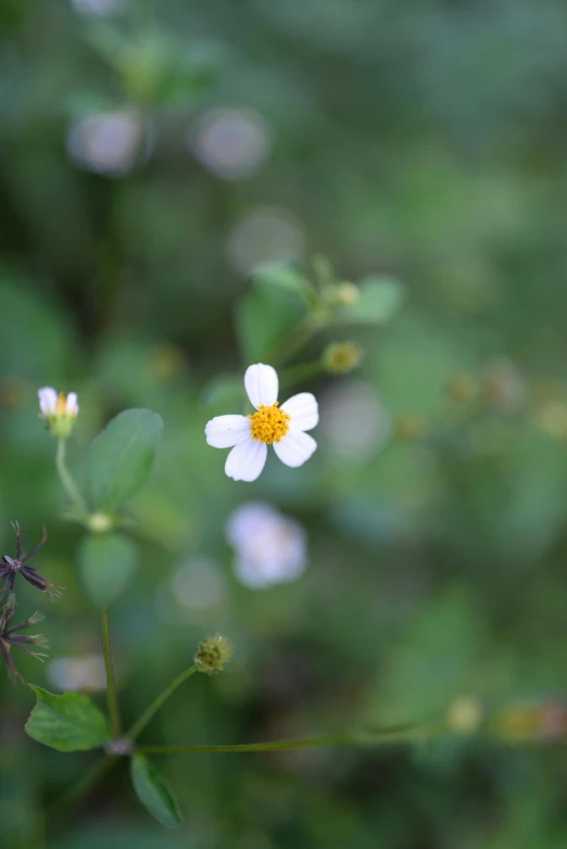 close up picture of several small white flowers