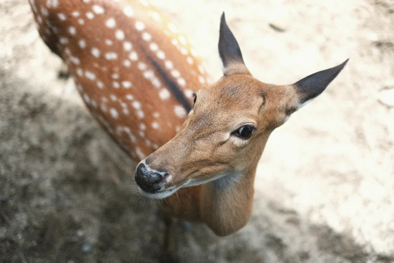 a deer looking up from the ground at soing